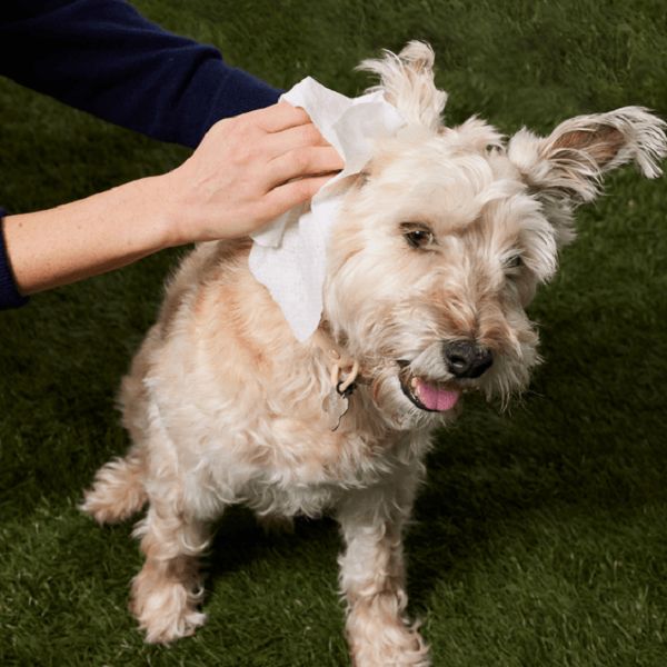 Fresco e limpo: lenços para animais de estimação