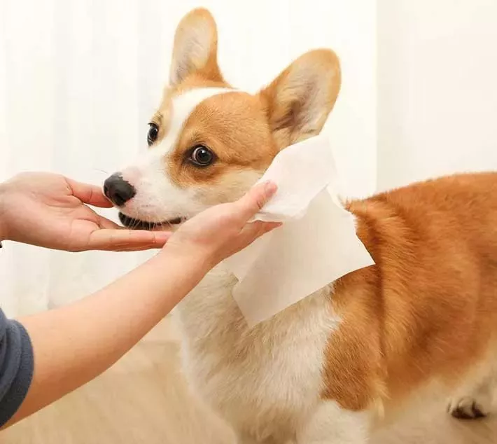 Limpos de limpeza para animais de estimação - uma escolha conveniente para cuidados com animais de estimação