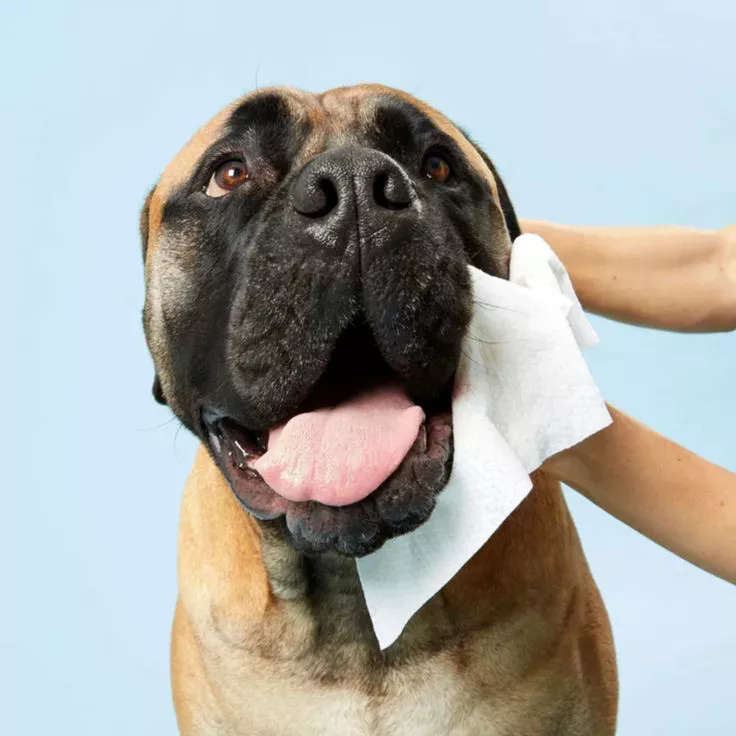 Limpos de animais baratos em massa: acessível, segura e personalizável para marcas globais