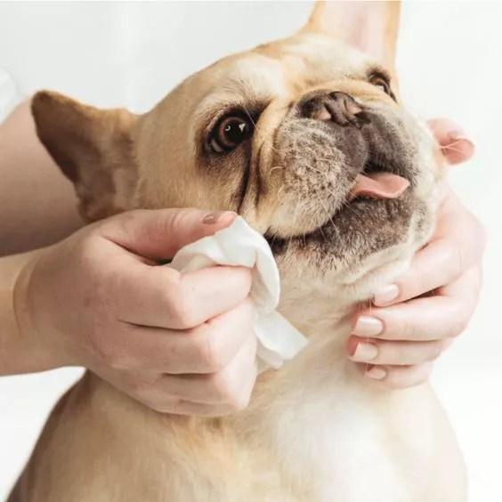 Limpos de animais de estimação para viajar: o item obrigatório para cuidados de animais de estimação em movimento