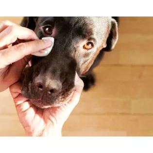 Lenços umedecidos para olhos de animais de estimação